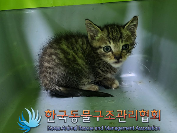 한국동물구조관리협회_411316202300517